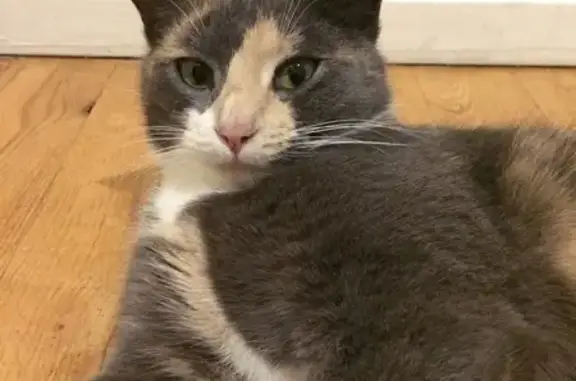 Lost Indoor Cat on Applegate Drive