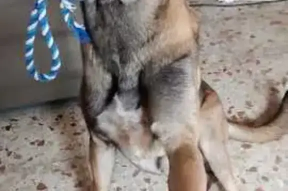 Perros perdidos, Jerez de la Frontera, foto: ¡Ayuda! Perro Malinois Perdido en Jerez