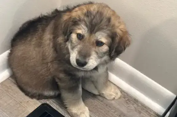 Lost Puppy: Friendly, Floppy-Eared Cutie