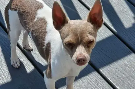 Lost: Sweet Willy, White & Brown, TN