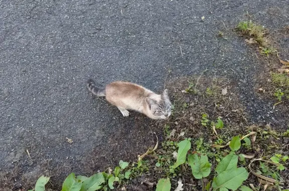 Animaux trouvés Vannes, photo: Chatte beige/marron trouvée à Vannes