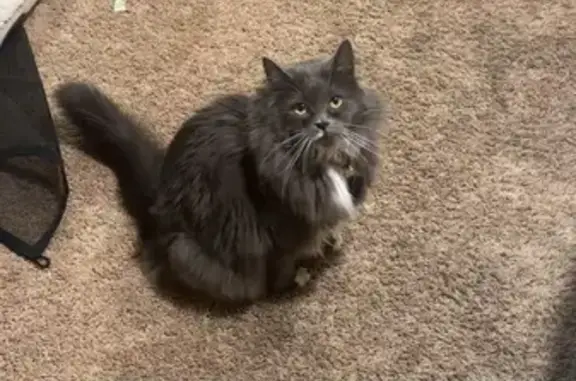 Shy Grey Tuxedo Ragdoll Lost in Portland