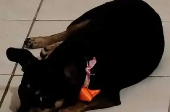 Perro Negro Perdido en El Tablón, Hermosillo
