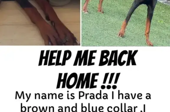 Lost Dog: Sweet 1-Year-Old in Scottsdale
