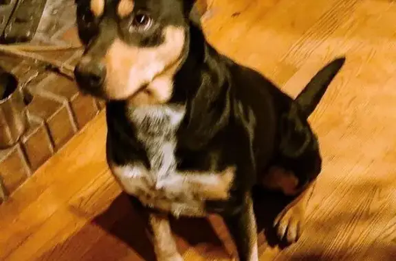 Lost Dog: Golden Paws, White Speckles