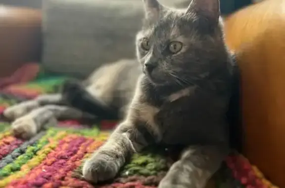 Animaux perdus Lille, photo: Chatte écaille perdue à Lille, contactez-nous