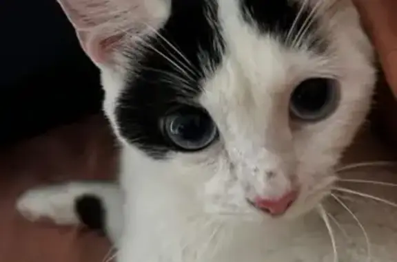 Buscamos a Gata Blanca con Ojos Azules en Zapopan
