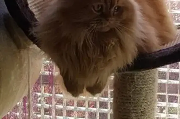 Chat perdu à Rosieres : Léo s'est échappé - photo