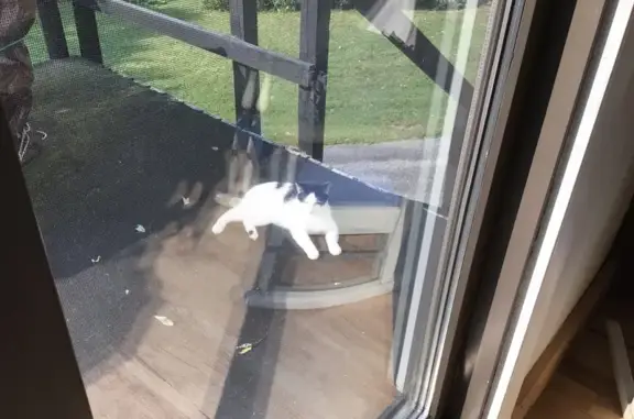 Friendly Found Cat in Scioto T...