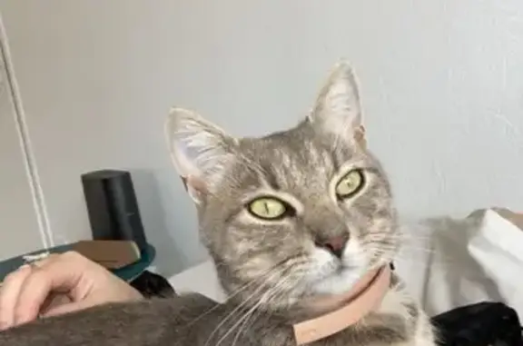Chat perdu : tigré gris câlin à Metz - photo