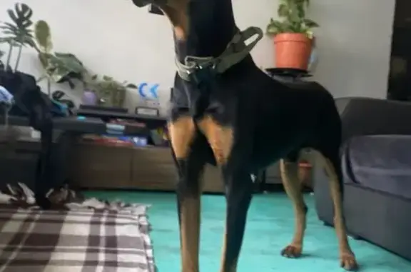 Dóberman Negro Perdido en Naucalpan