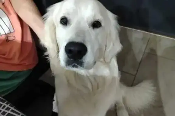 Perros perdidos, Valladolid, foto: Perro Labrador Golden Perdido en Valladolid