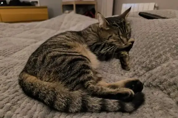 Chatte tigrée 2 ans perdue Marcilly-en-Villette - photo
