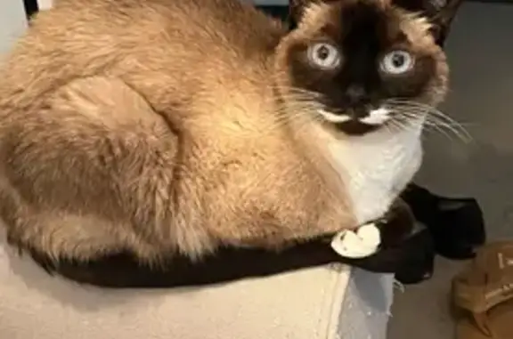 Missing cat , photo: Lost Siamese Cat 