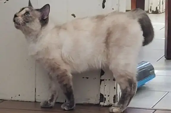 Missing cat Meadows Place, photo: Missing: Bunny-Hopping Cat in Meadows