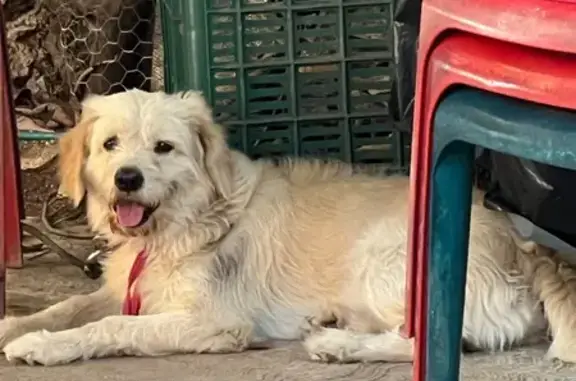 Perro Perdido: Loki, Blanco con Manchas Cafés