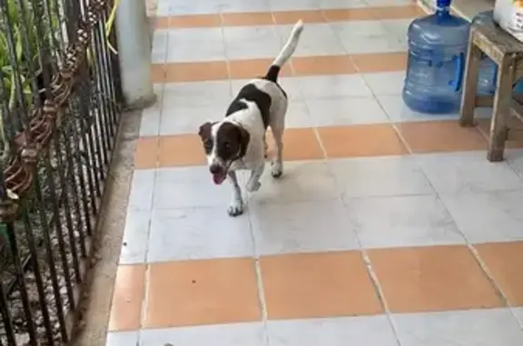 Perro perdido: Blanco con manchas café