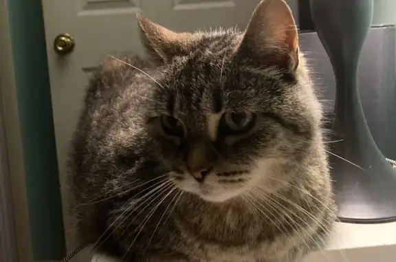 Lost and found pets Venice, photo: Lost: Shy 16-Year-Old Brown Tabby Cat