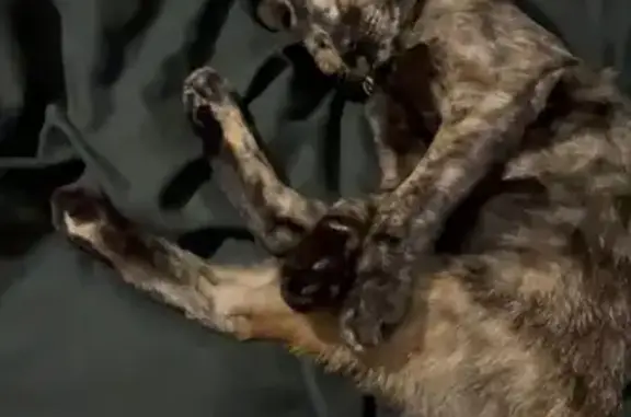 Gatos perdidos, Hermosillo, foto: ¡Ayuda a encontrar a Mich, gata carey perdida!