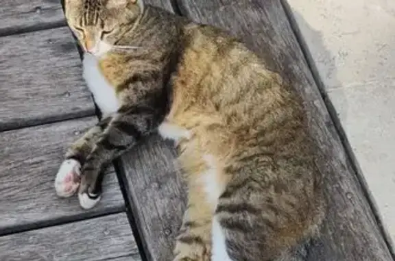 Chat perdu à Saint-Ismier, tigré blanc. - photo