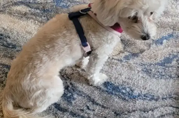Lost Mini Blonde Dog: Gentle & Friendly