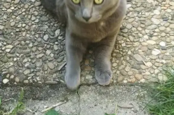 Chat chartreux gris perdu à Charnècles - photo