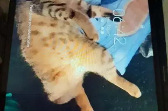 Perdu : Chat Tigrou, câlin mais peureux - photo