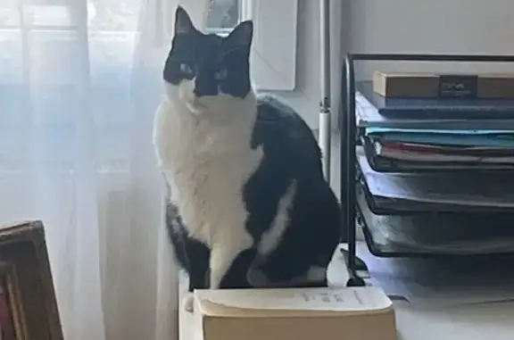 Animaux perdus Annecy, photo: Chatte noire et blanche perdue à Annecy