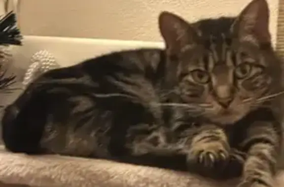 Missing Cat in B23: Red Collar, Chipped