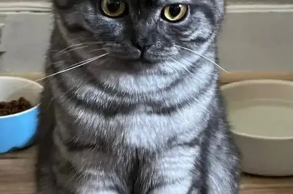 Animaux perdus Rueil-Malmaison, photo: Chat tigré perdu à Rueil-Malmaison