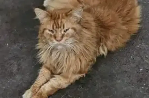 Hermès, Maine Coon roux perdu à St Aubert - photo