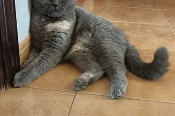 Gato Perdido con Collar Rosita en Valencia