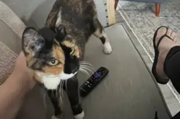 Lost Senior Cat: Grey Collar, Stockbridge