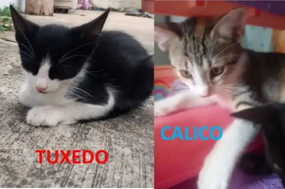 Se buscan: Gatita Calicó y Tux...