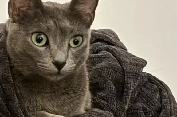 Gata Azul Ruso Perdida en Tamariu - Recompensa