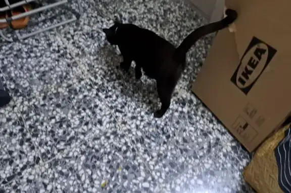 Gato encontrado Malaga, foto: Gata Negra Amistosa Hallada en Málaga