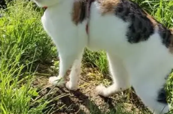 Animaux perdus , photo: Chat tricolore perdu à Chemillé-en-Anjou