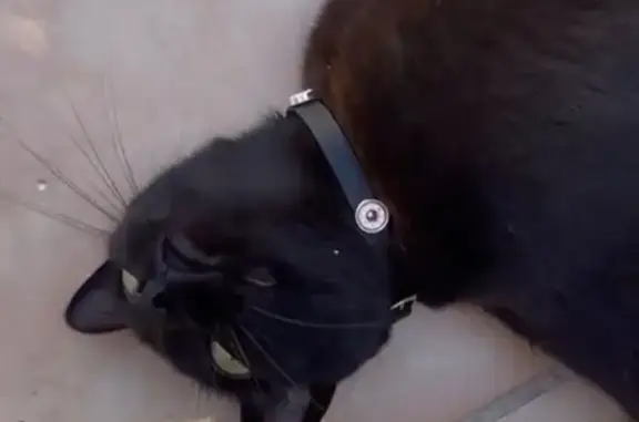Se busca: Gata negra perdida en Fuengirola