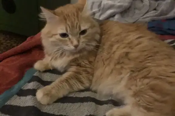 Chatte perdue: Tigres rousse, yeux verts - photo
