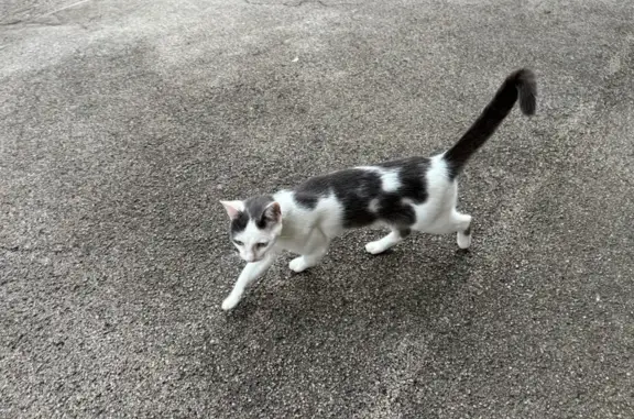 Animaux trouvés Rodez, photo: Chat sociable trouvé, non identifié à Rodez