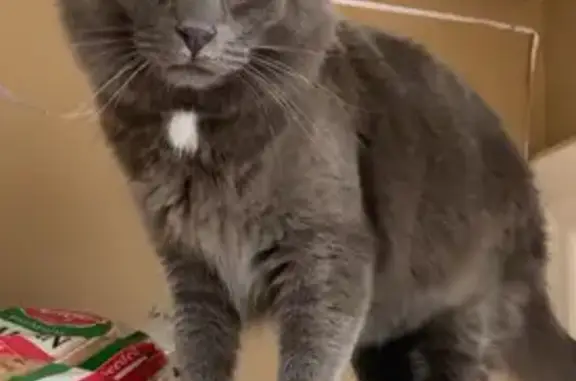 Lost Skittish Cat: Approaches with Food