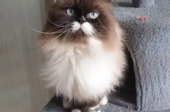 Animaux perdus Nogent-le-Rotrou, photo: Chatte perdue : Anya, poils longs, pucée