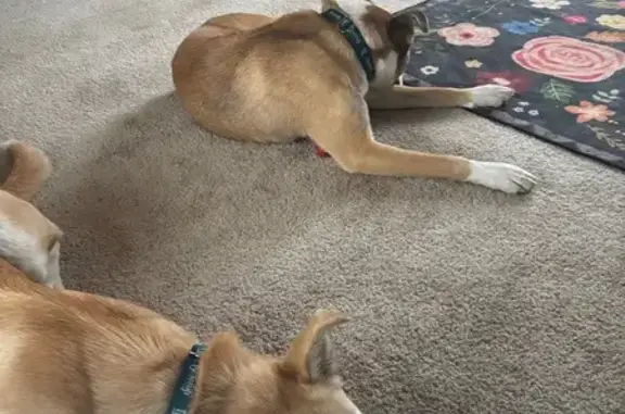 Missing dog , photo: Lost Dog in Cass Lake: Help Needed!