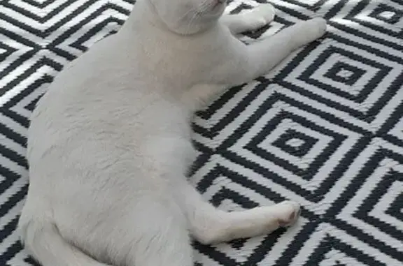 Animaux trouvés Châteauroux, photo: Chat blanc peureux aperçu à Châteauroux