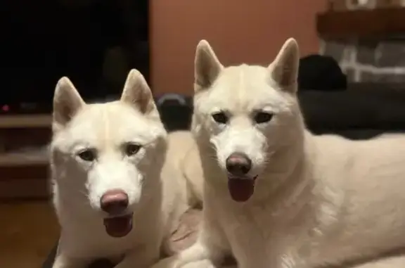 Animaux perdus , photo: Deux huskys blancs perdus à Séglien