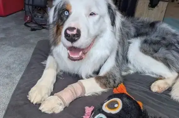 Lost and found pets , photo: Lost: Blue Merle Aussie in SLC