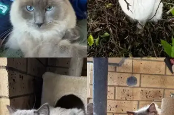 Lost Ragdoll Cat: 'Fatboy' in Toowoomba