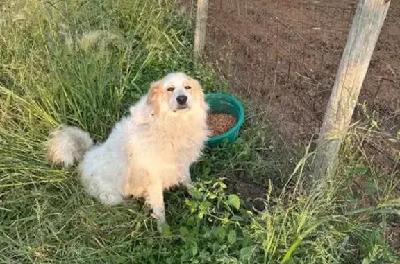 Lost Great Pyrenees in Blomkest Area