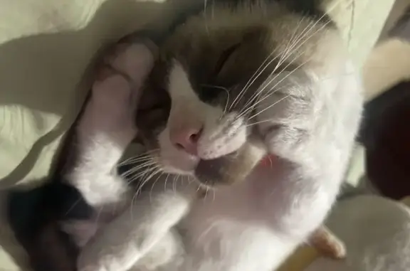 Gato Perdido en Neza: Samumafu, Ojos Azules