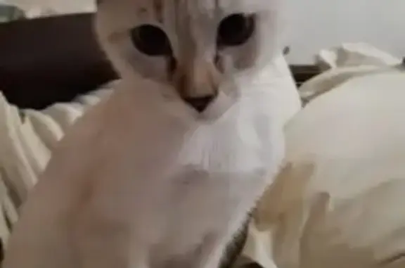Gato Perdido: Blanca con Detalles Grises en Eivissa